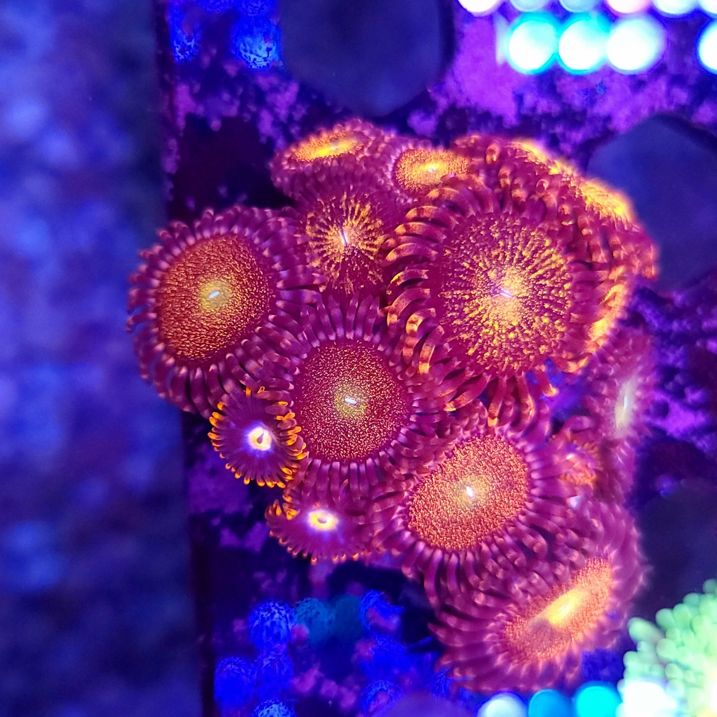 Pandora Zoas
