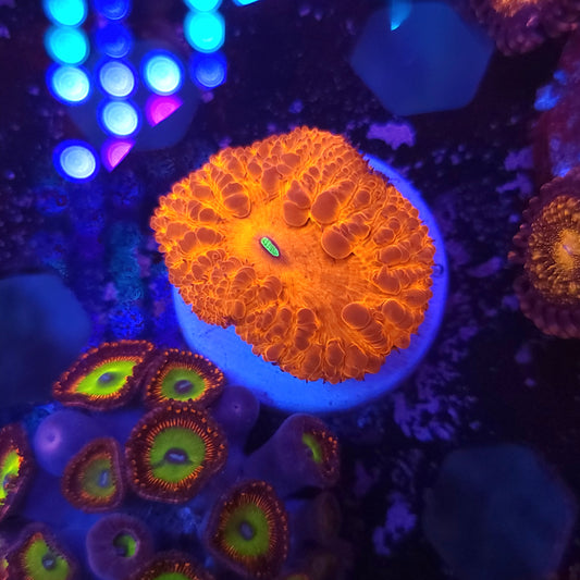 Ultra Red Blasto Wellsi