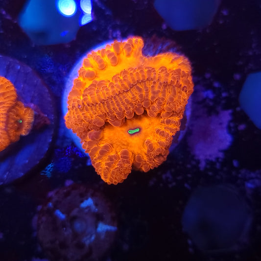 Ultra Red Blasto Wellsi Double