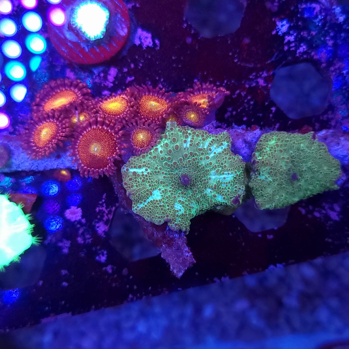 Tonga Disco Mushroom and Pandora Zoa Combo Branch Rock