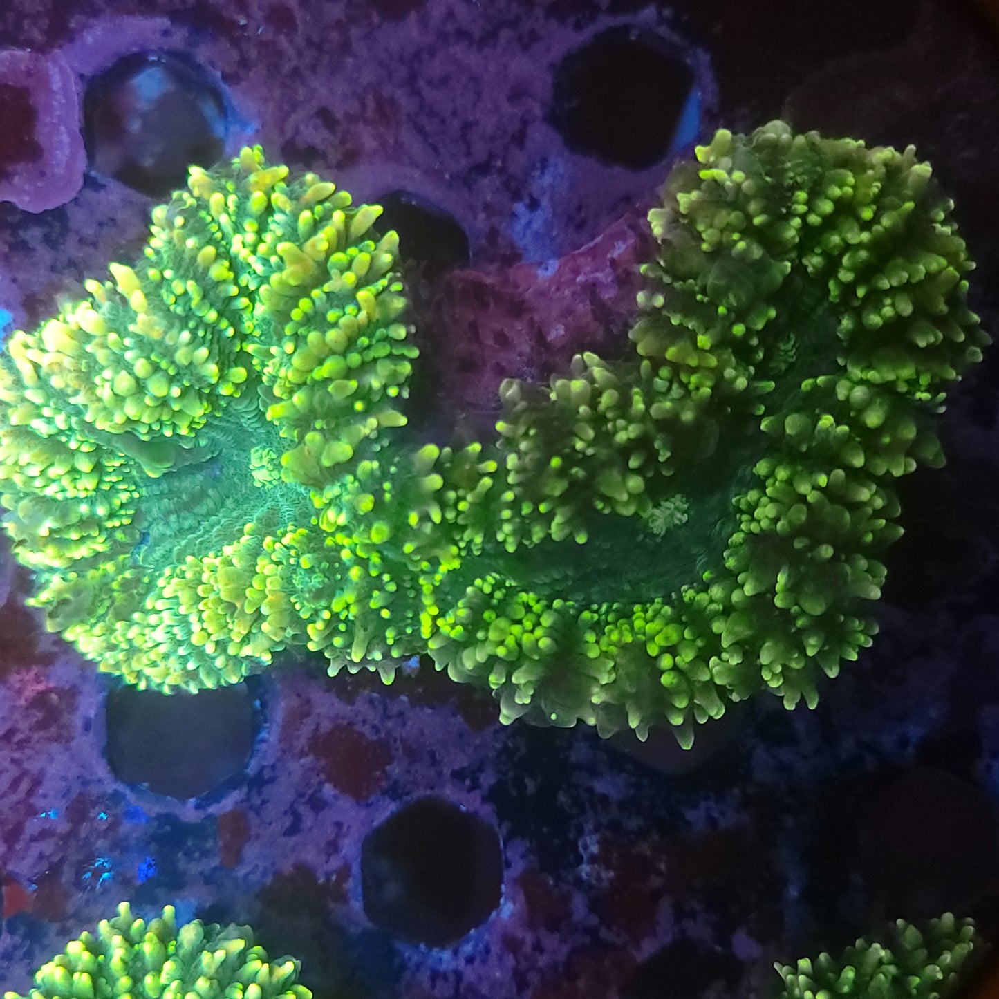 Lemon Lime Lobo Double