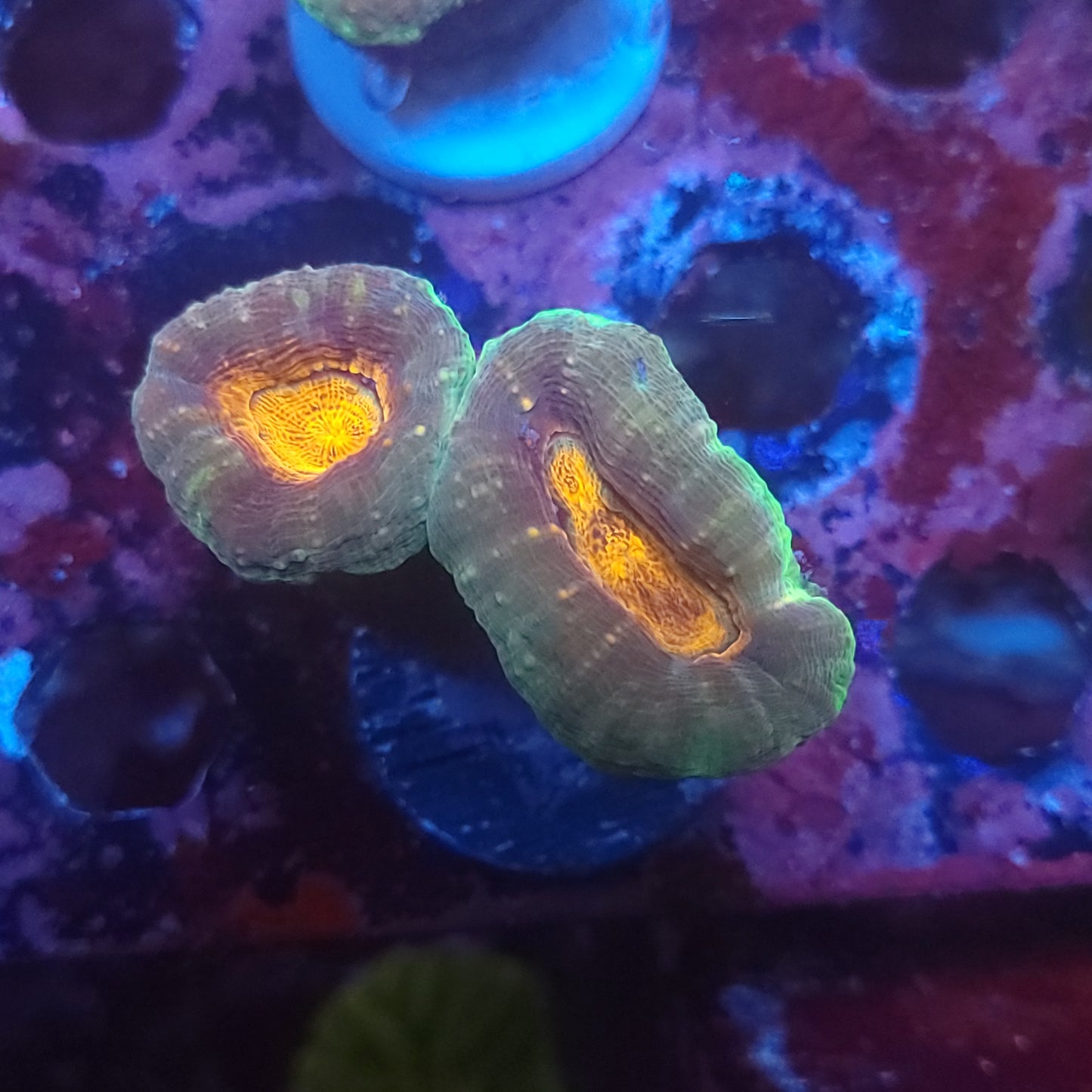 Orange Center Pachysepta