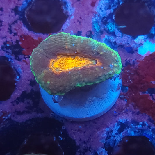 Orange Center Pachysepta