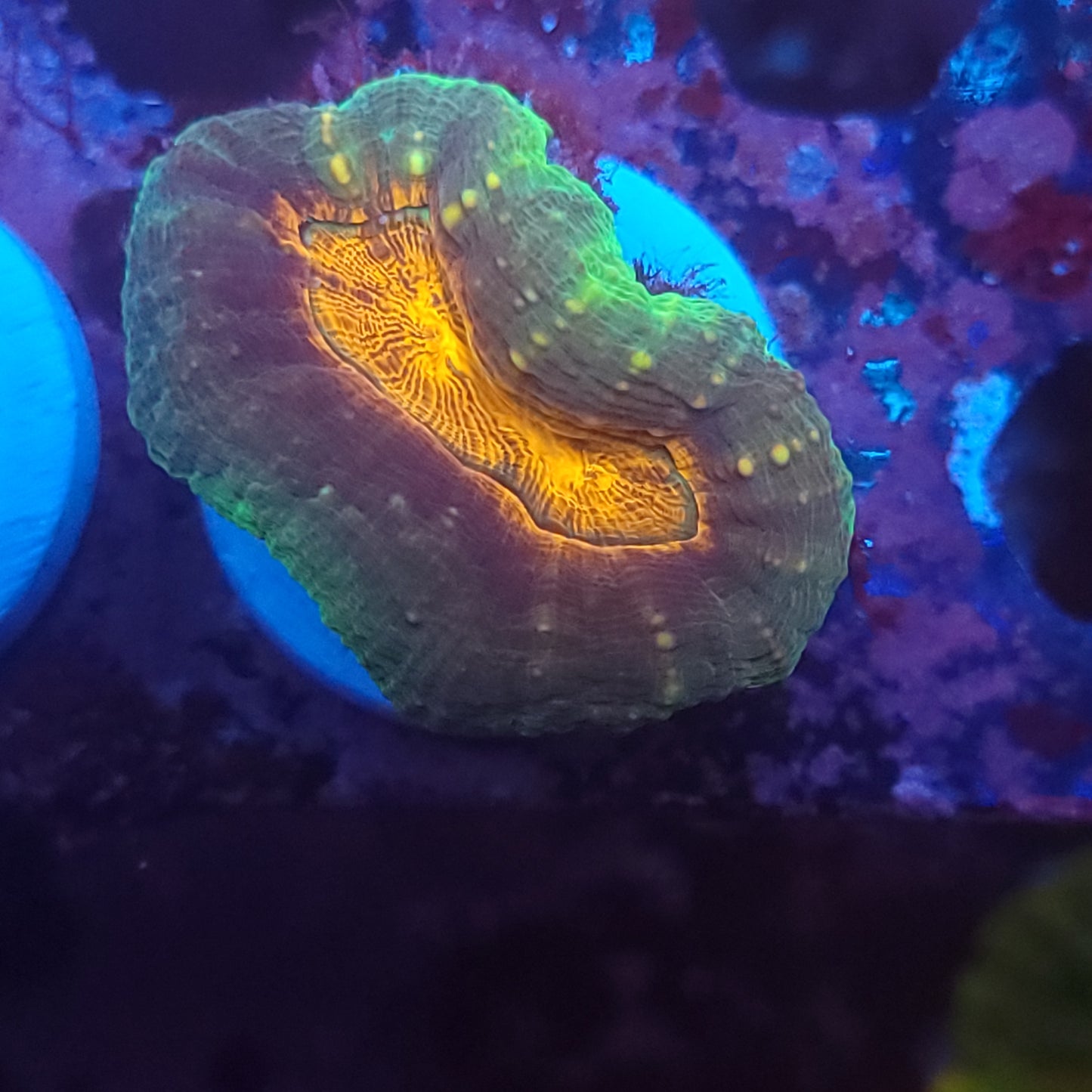 Orange Center Pachysepta