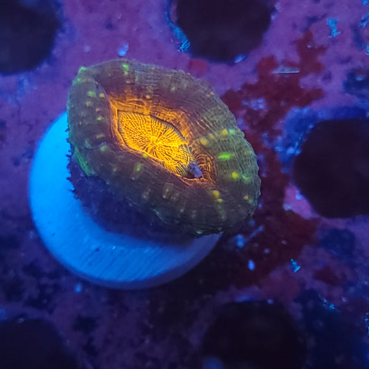 Orange Center Pachysepta