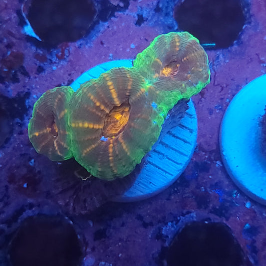 Orange Center Pachysepta