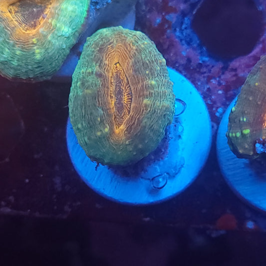 Orange Center Pachysepta