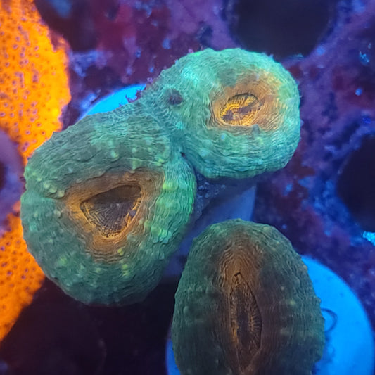 Orange Center Pachysepta