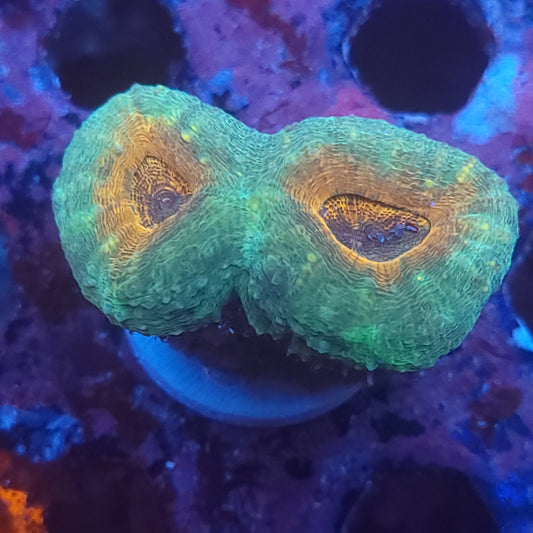 Orange Center Pachysepta