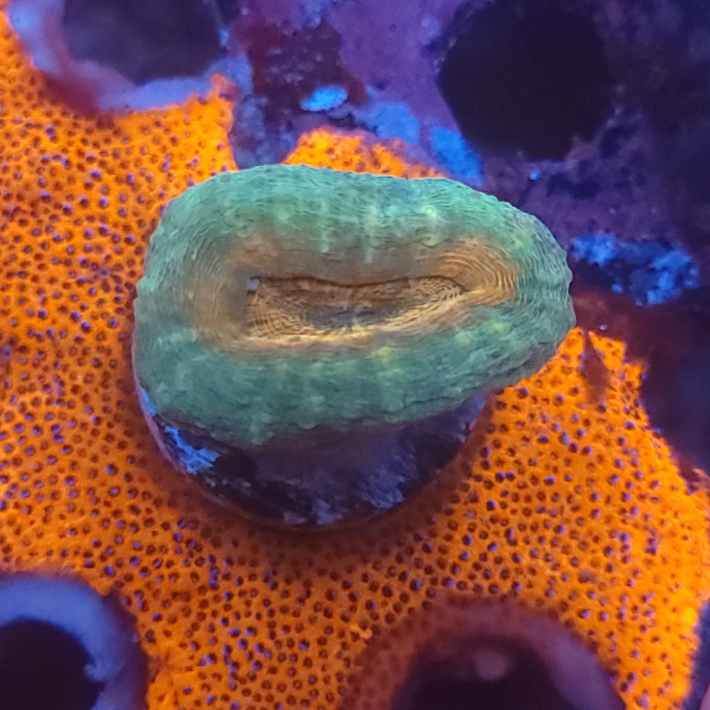 Orange Center Pachysepta