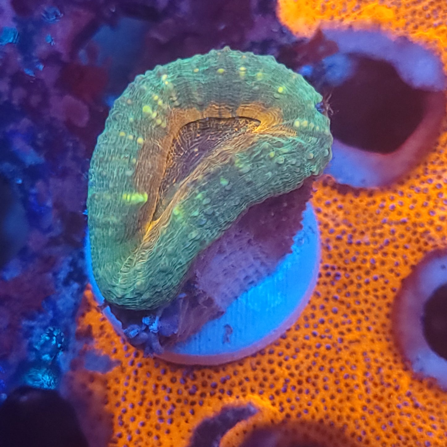 Orange Center Pachysepta