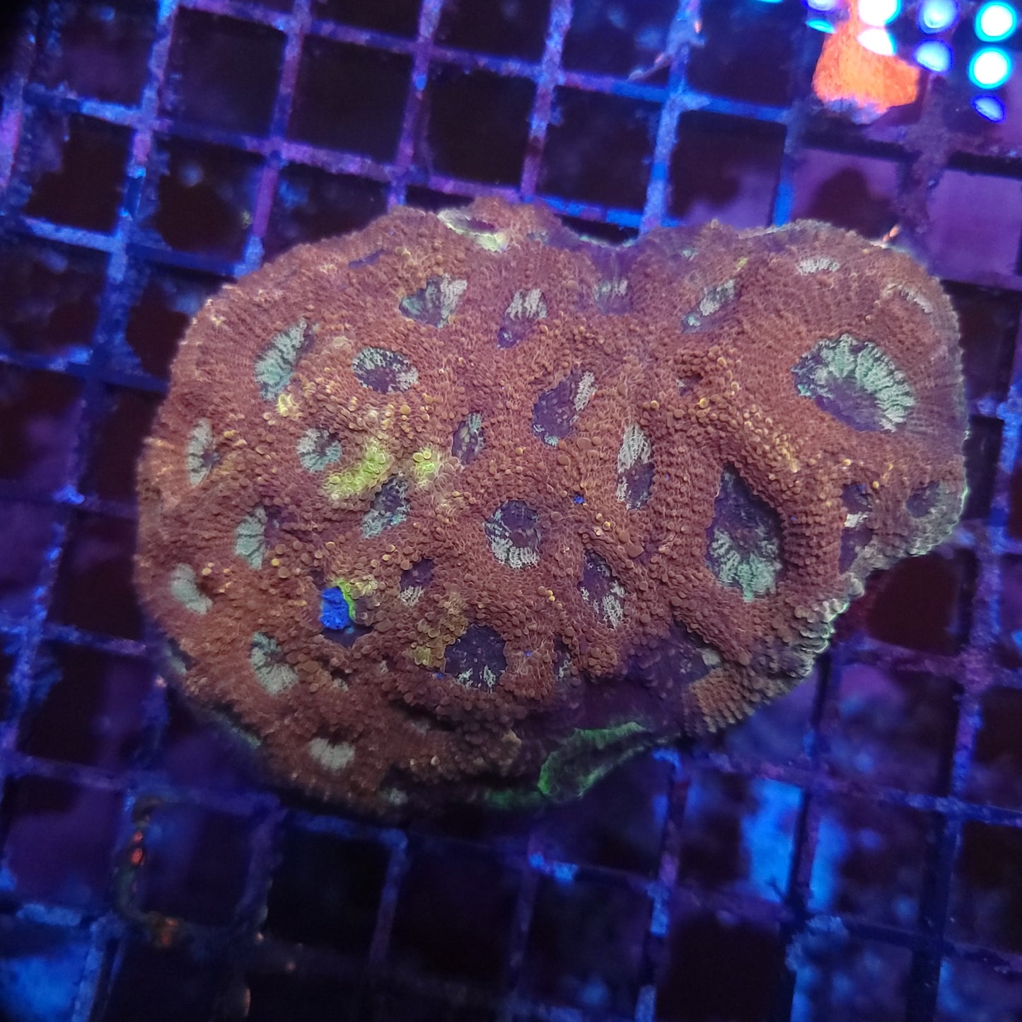 XL Poo Acan Echinata