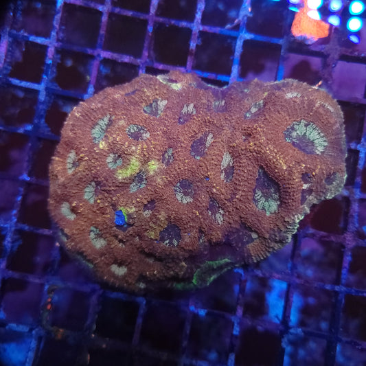 XL Poo Acan Echinata