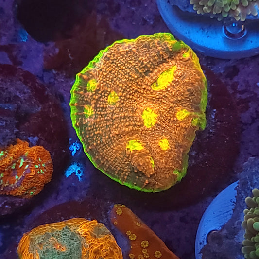 Ultra Watermelon Chalice