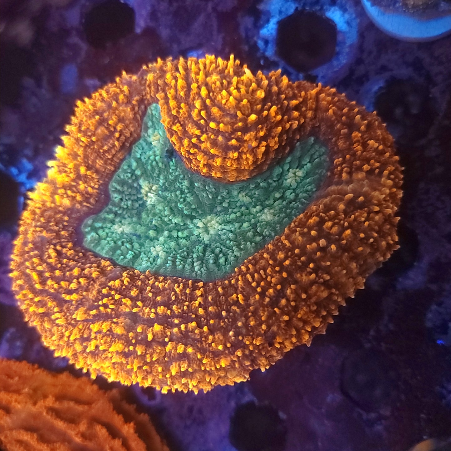 XL Ultra Bicolor Lobo