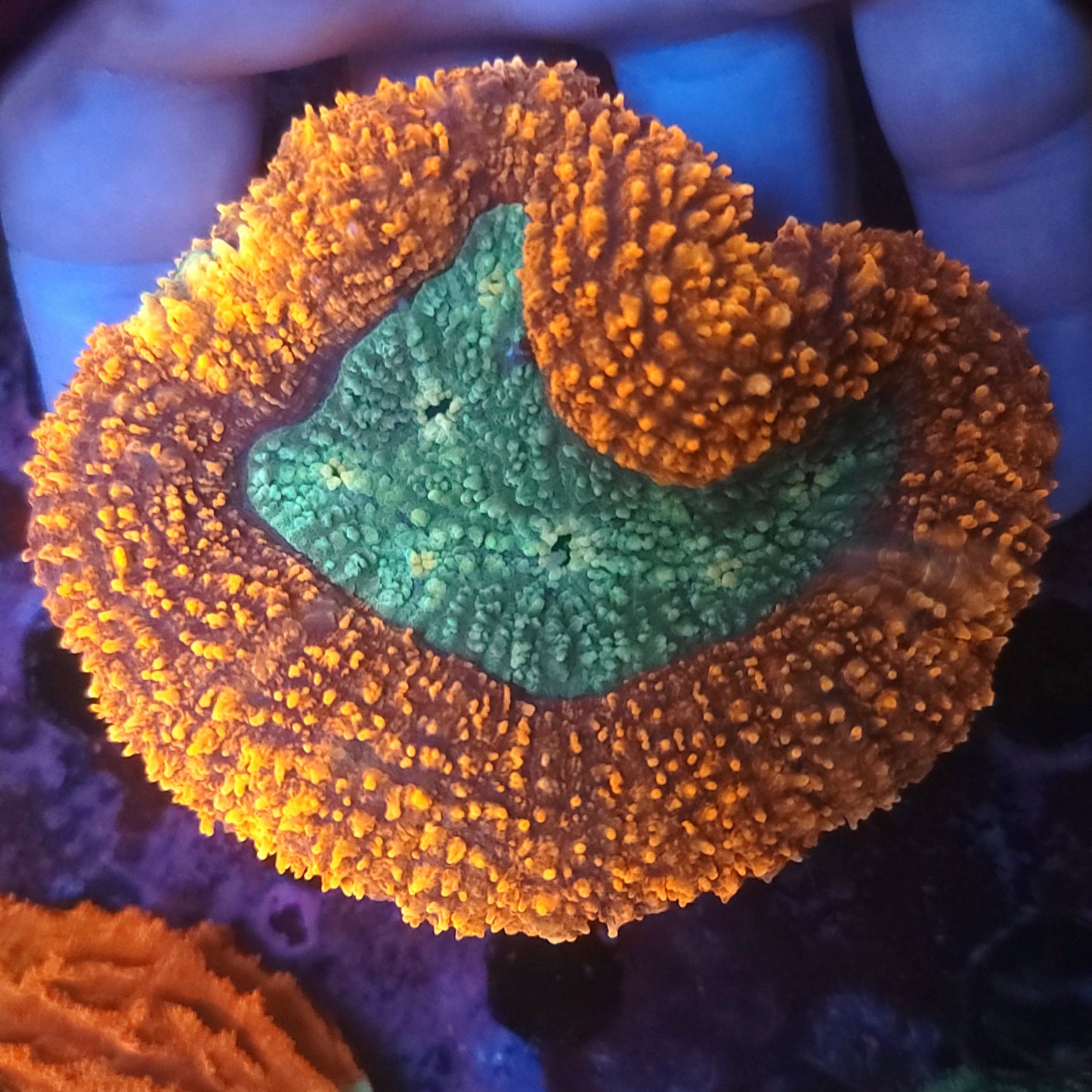 XL Ultra Bicolor Lobo