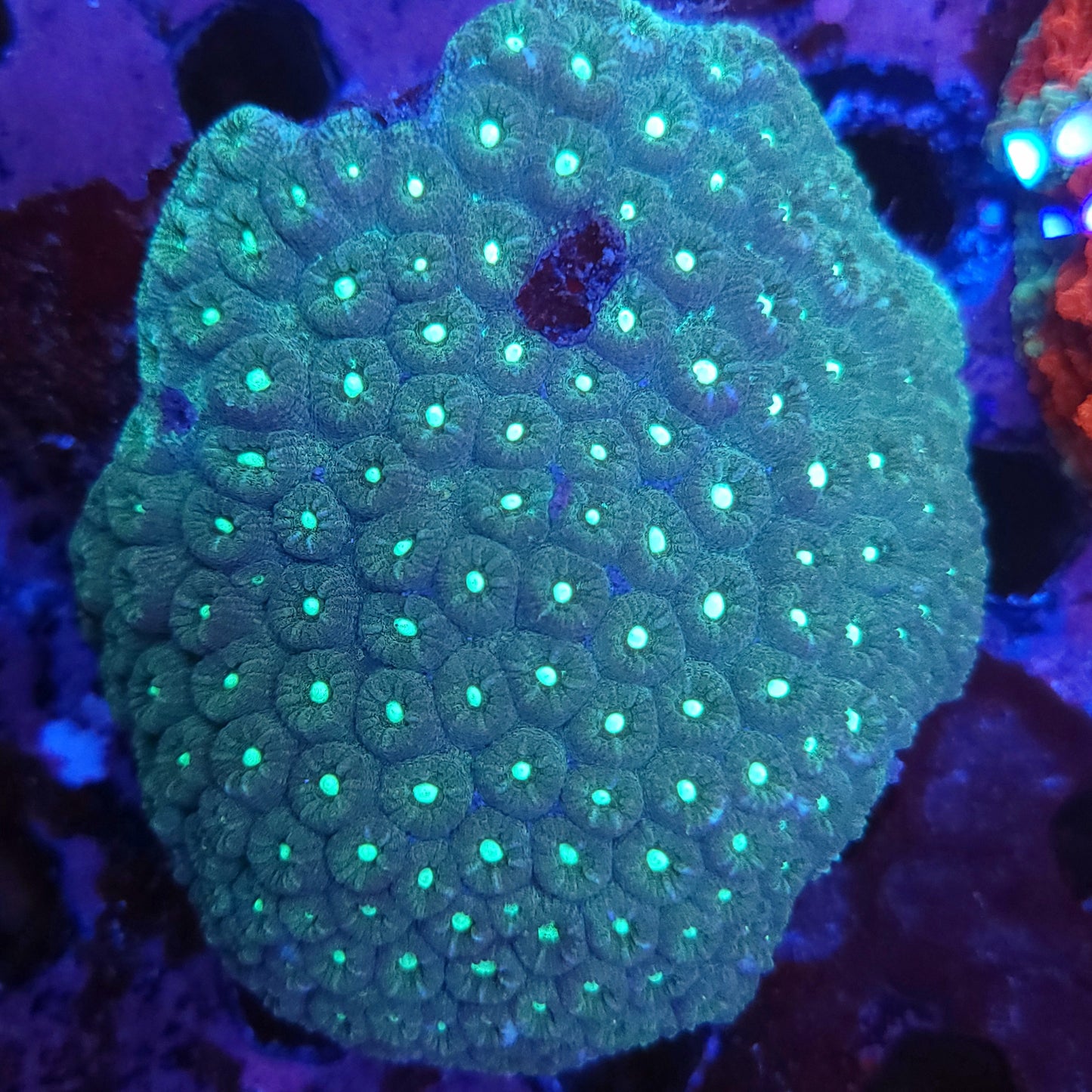 XXL Bright Eye Favia Colony