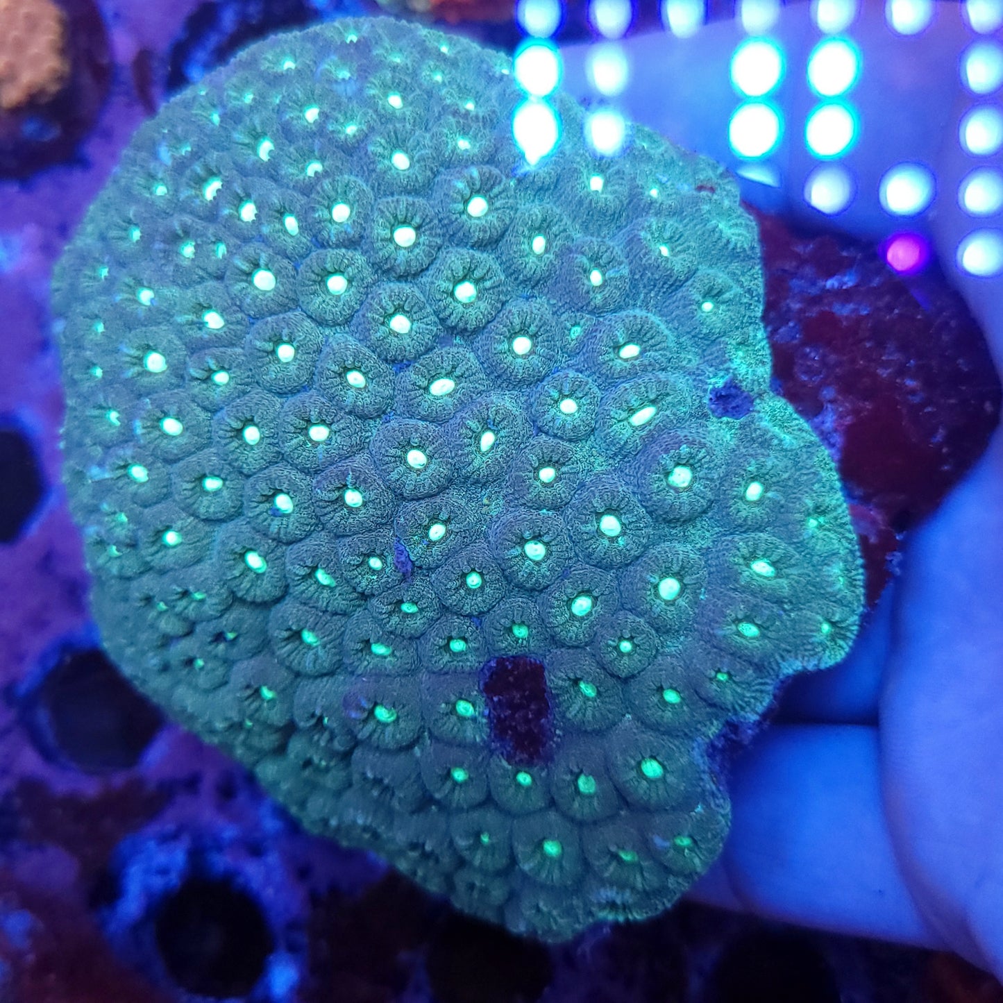 XXL Bright Eye Favia Colony