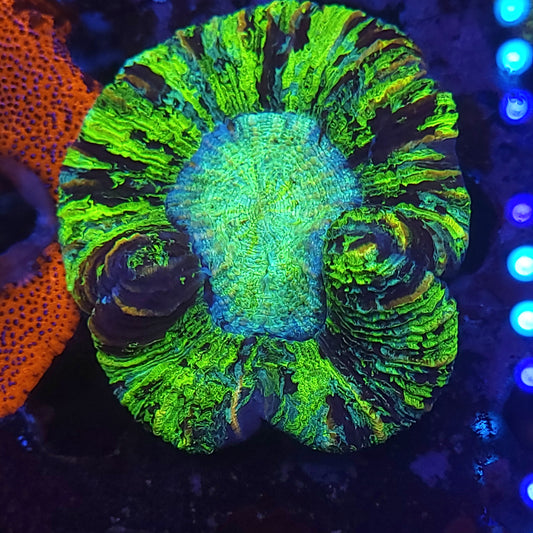 Ultra Bright Multicolor Trachy (Video in Pics)
