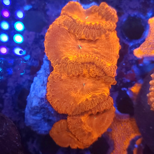 Crazy Fat Head Bright Blasto Colony (Video in pics)