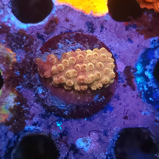 Rose Gold Cyphastrea