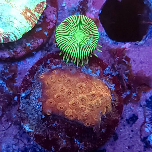 Rose Gold Cyphastrea with Green Paly Combo