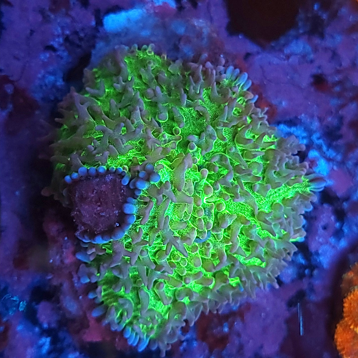 Ultra Toxic Carpet Mushroom
