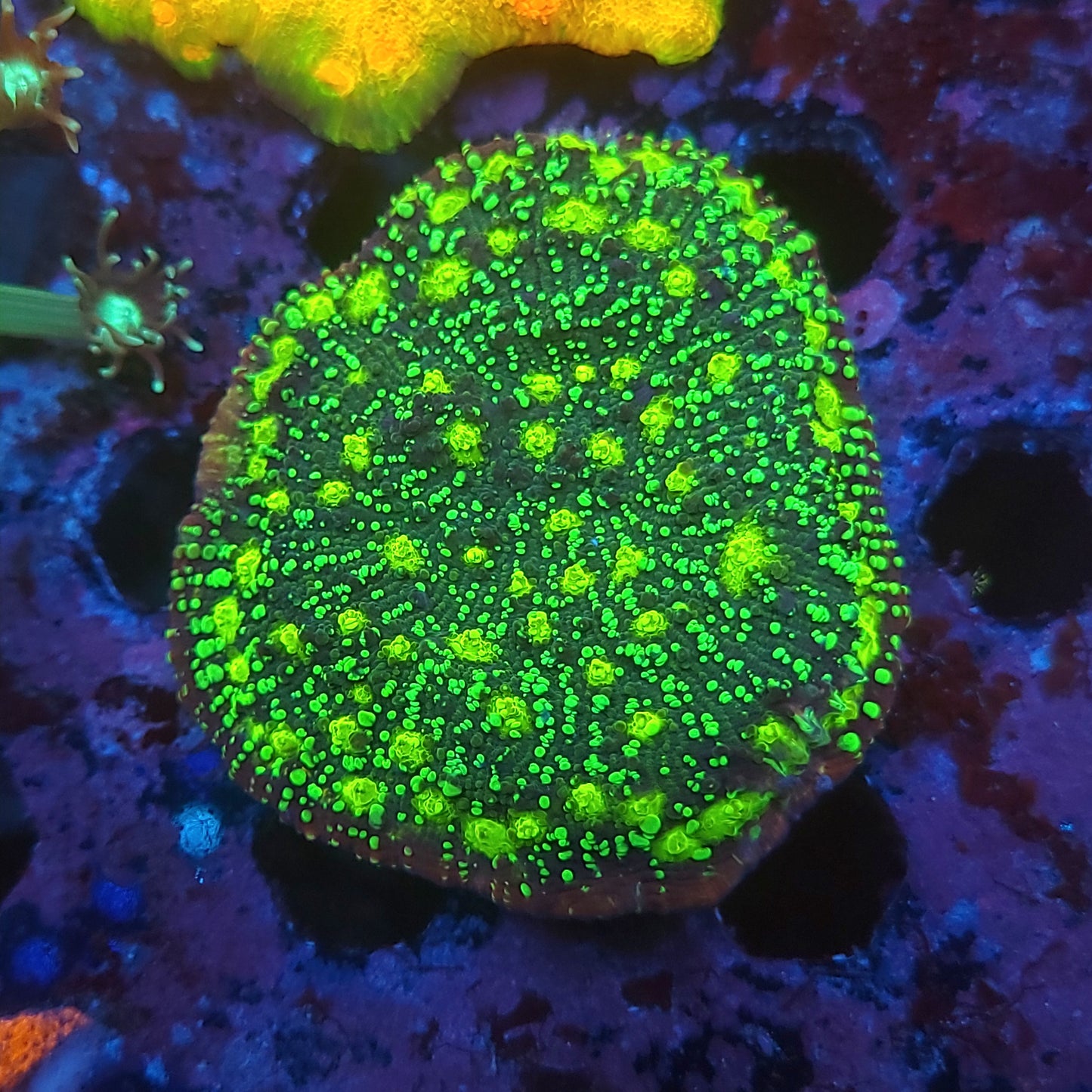 XL Frag Poison Cocktail Chalice