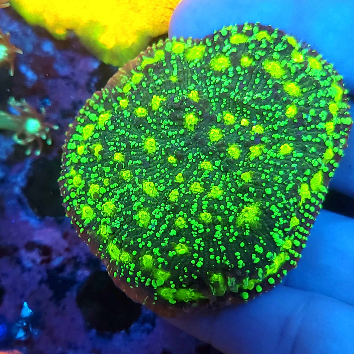 XL Frag Poison Cocktail Chalice