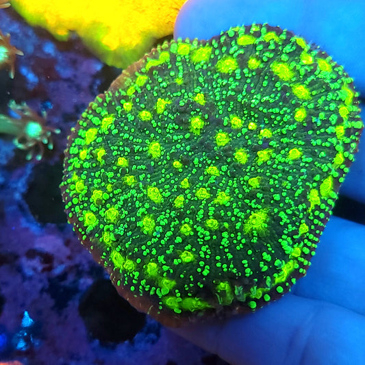 XL Frag Poison Cocktail Chalice