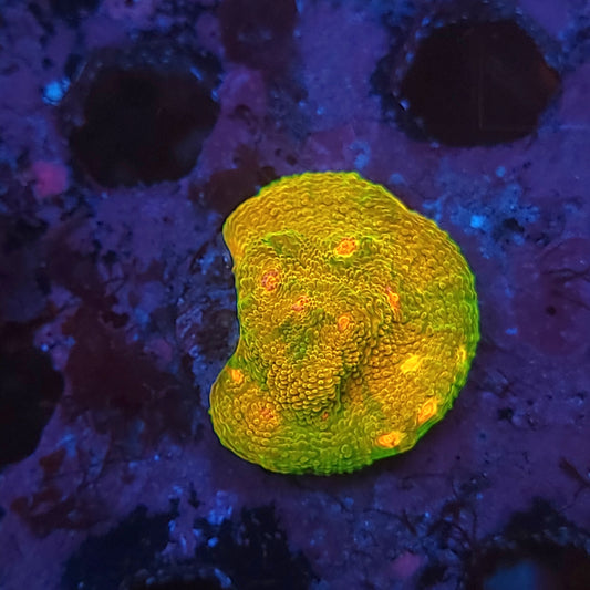 OG Mummy Eye Chalice