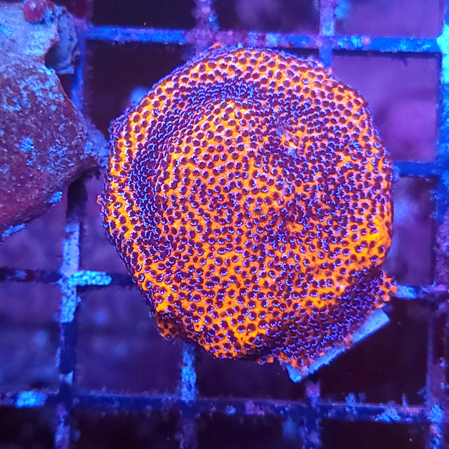 Mystic Sunset Monti Grown out frag