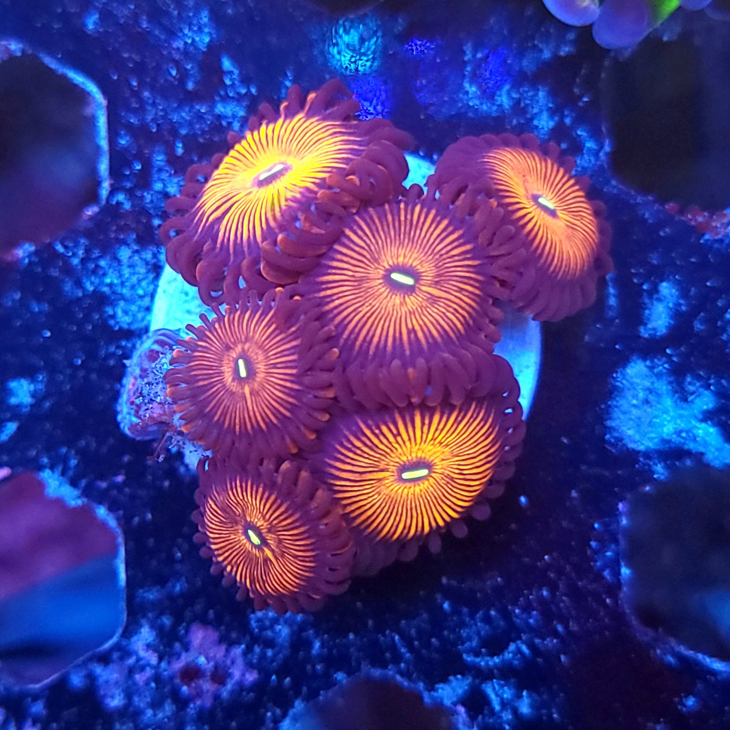 Red People Eater Zoas