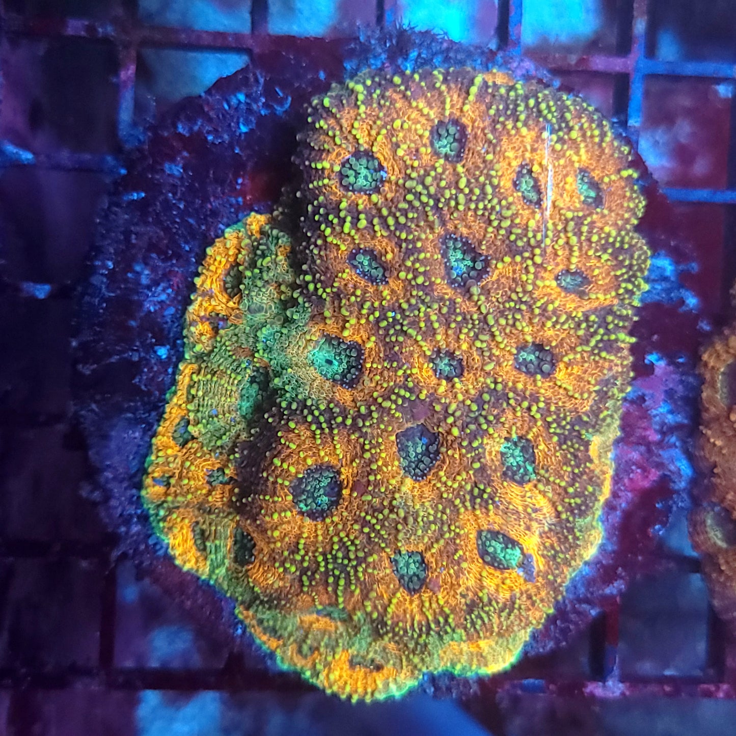 Agent Orange Acan Echinata Colony