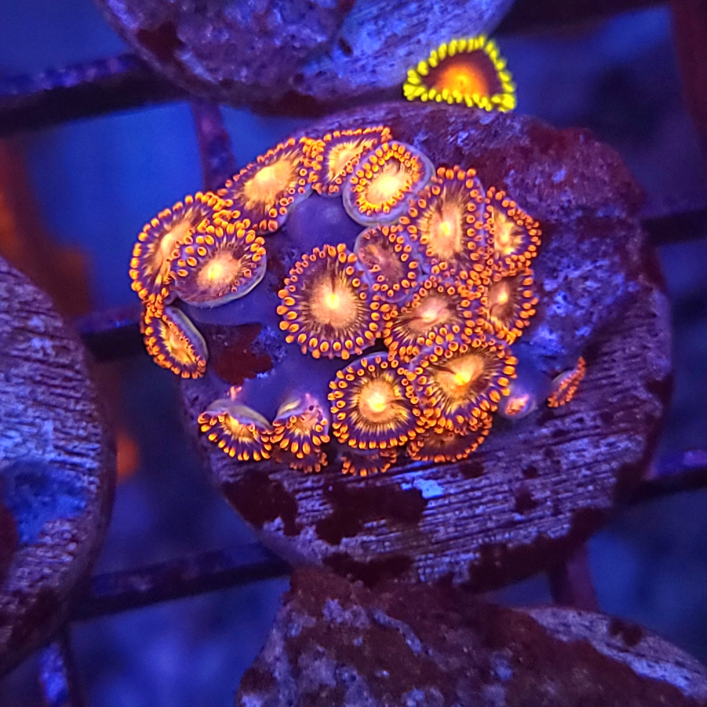 Firefight Zoas