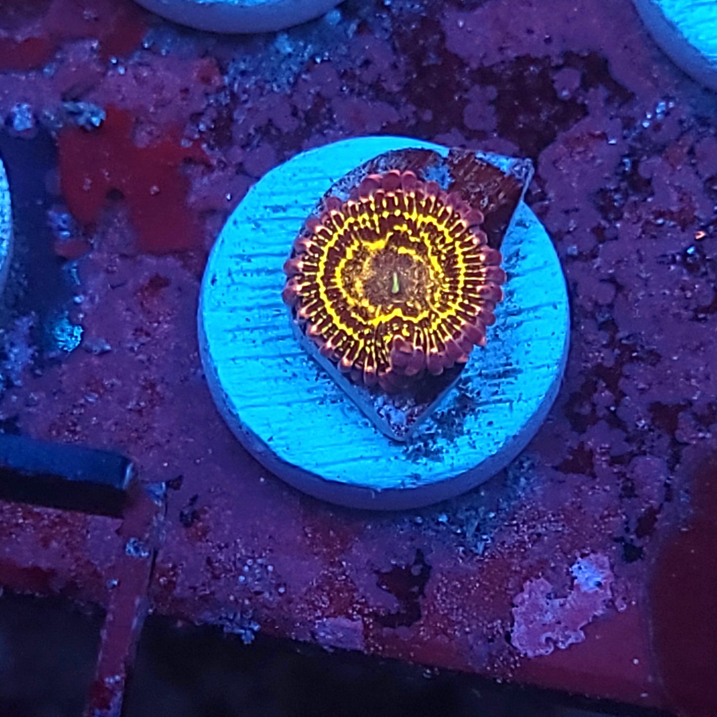 Stratosphere Zoa