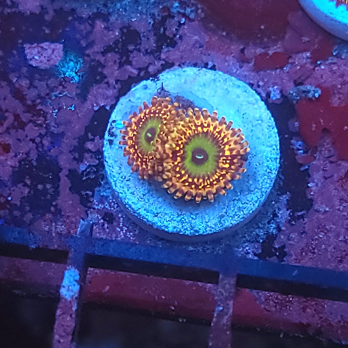 Unicorn Fart Zoas