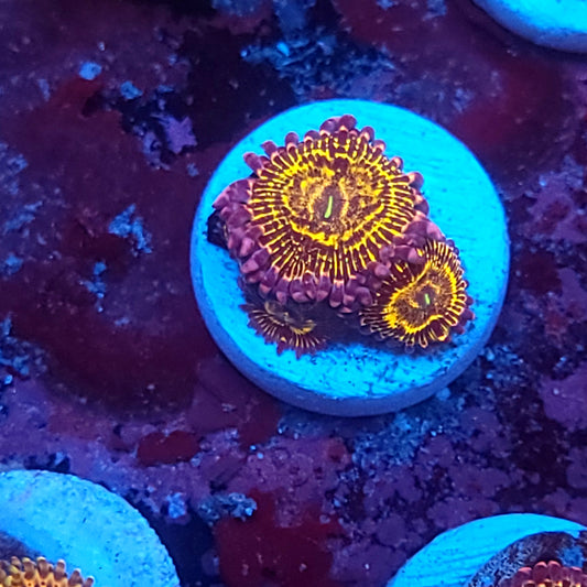Stratosphere Zoas 4 Polyps