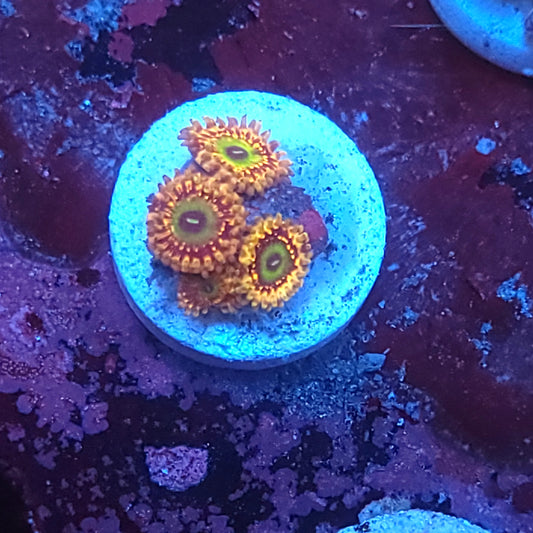 Unicorn Fart Zoas