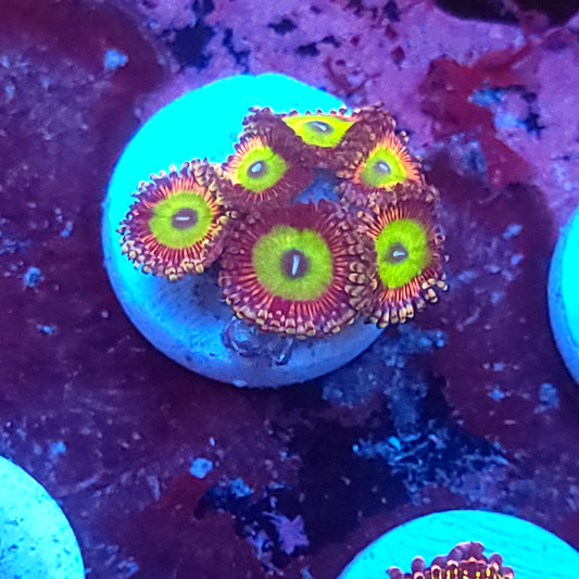 Candy Apple Gold Zoas