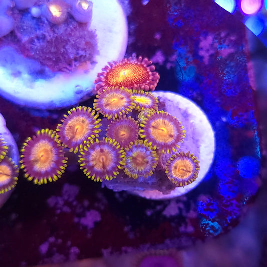 Laser Lemon Zoa