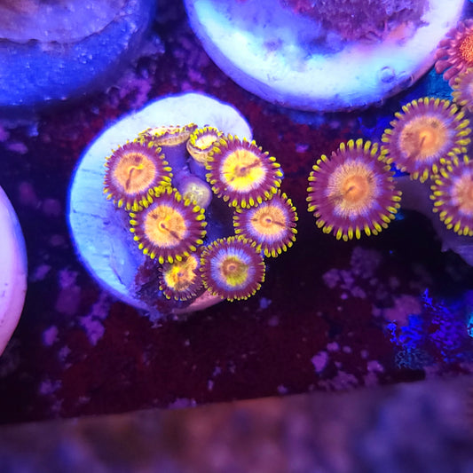 Laser Lemon Zoa
