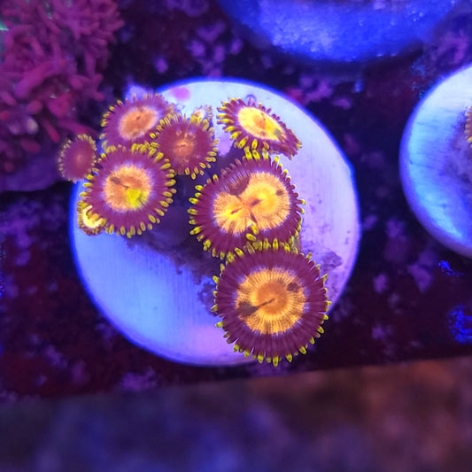 Laser Lemon Zoa