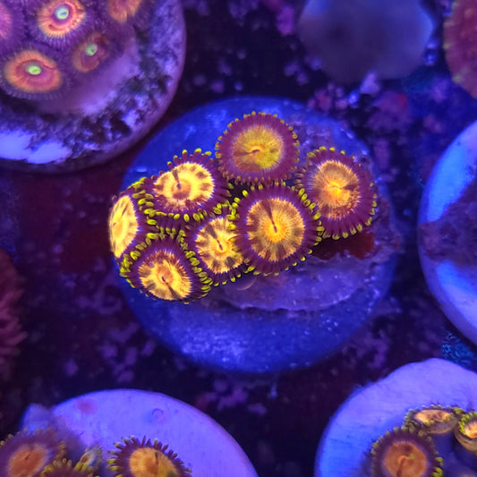 Laser Lemon Zoa