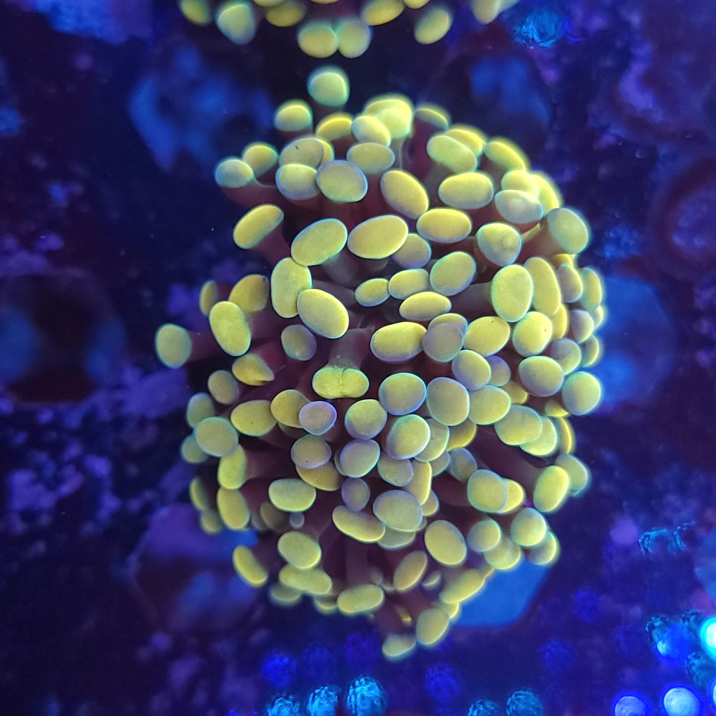 Ultra Gold Hammer Double (Video in pics)