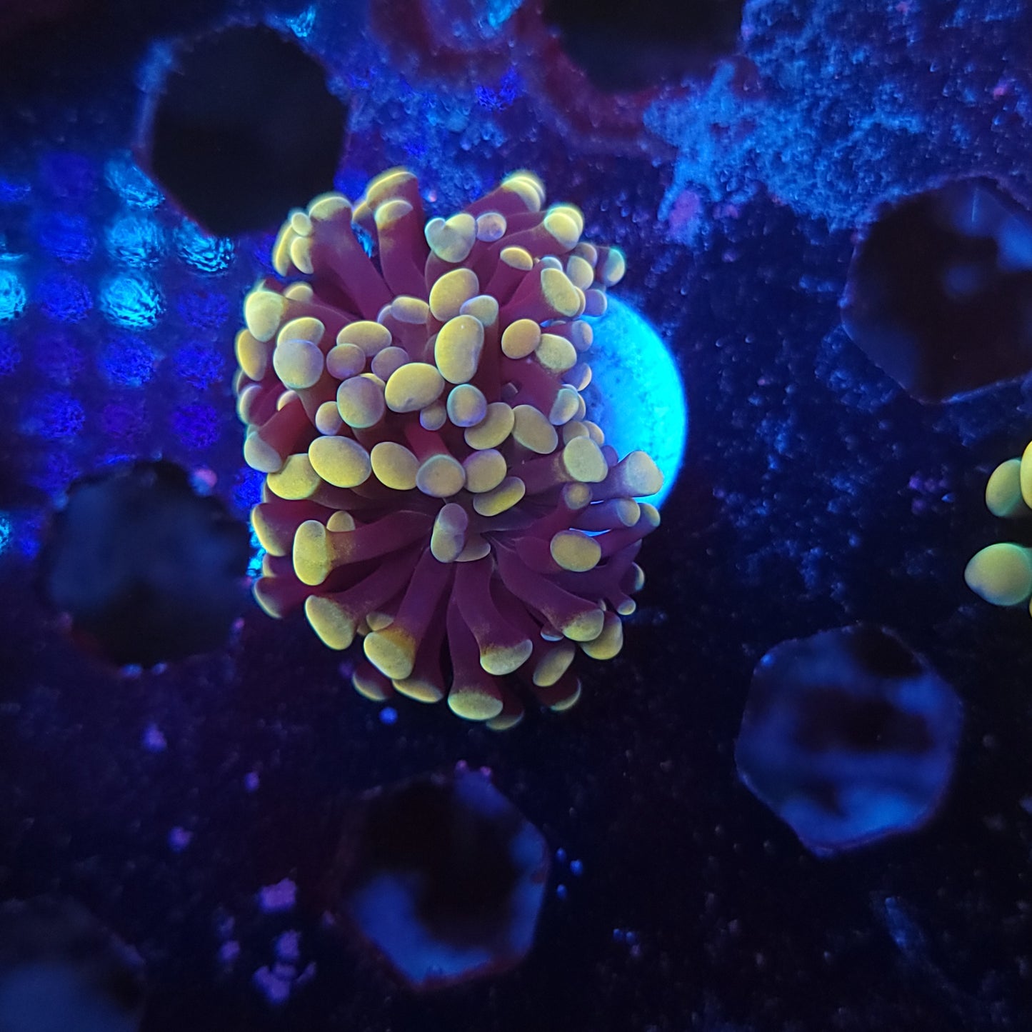 Gold Hammer Double (Video in pics)