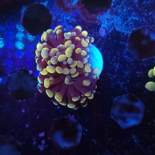 Gold Hammer Double (Video in pics)