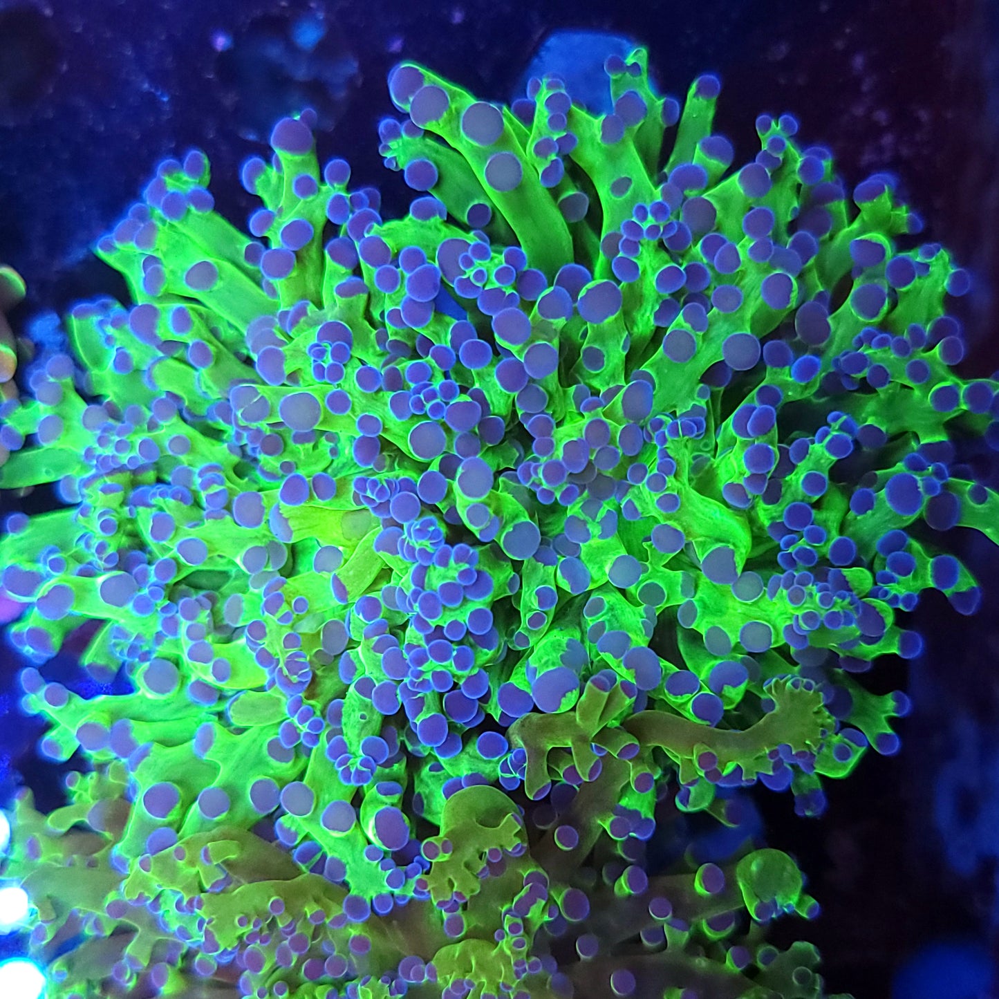 Neon Purple Tip Frogspawn Double (Video in pics)