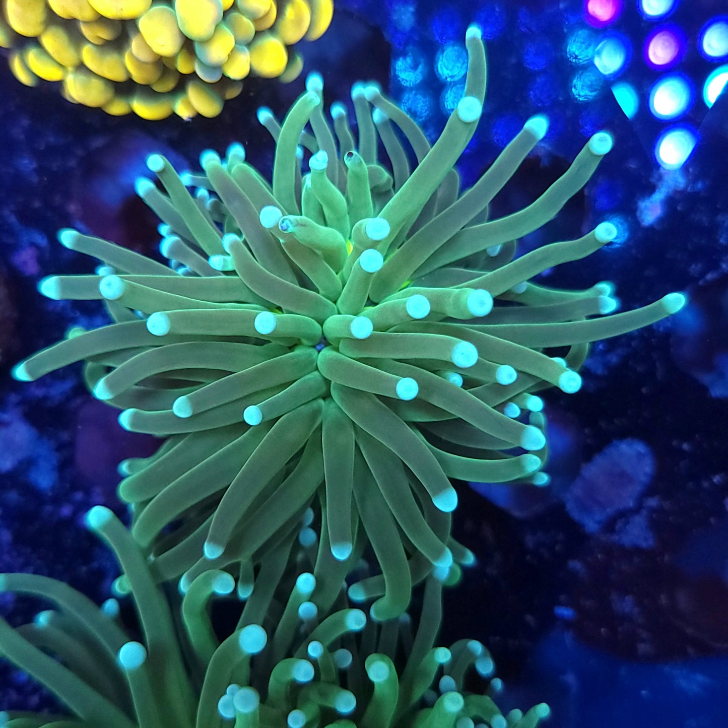 Baby Blue Tip Torch (VIdeo in pics)