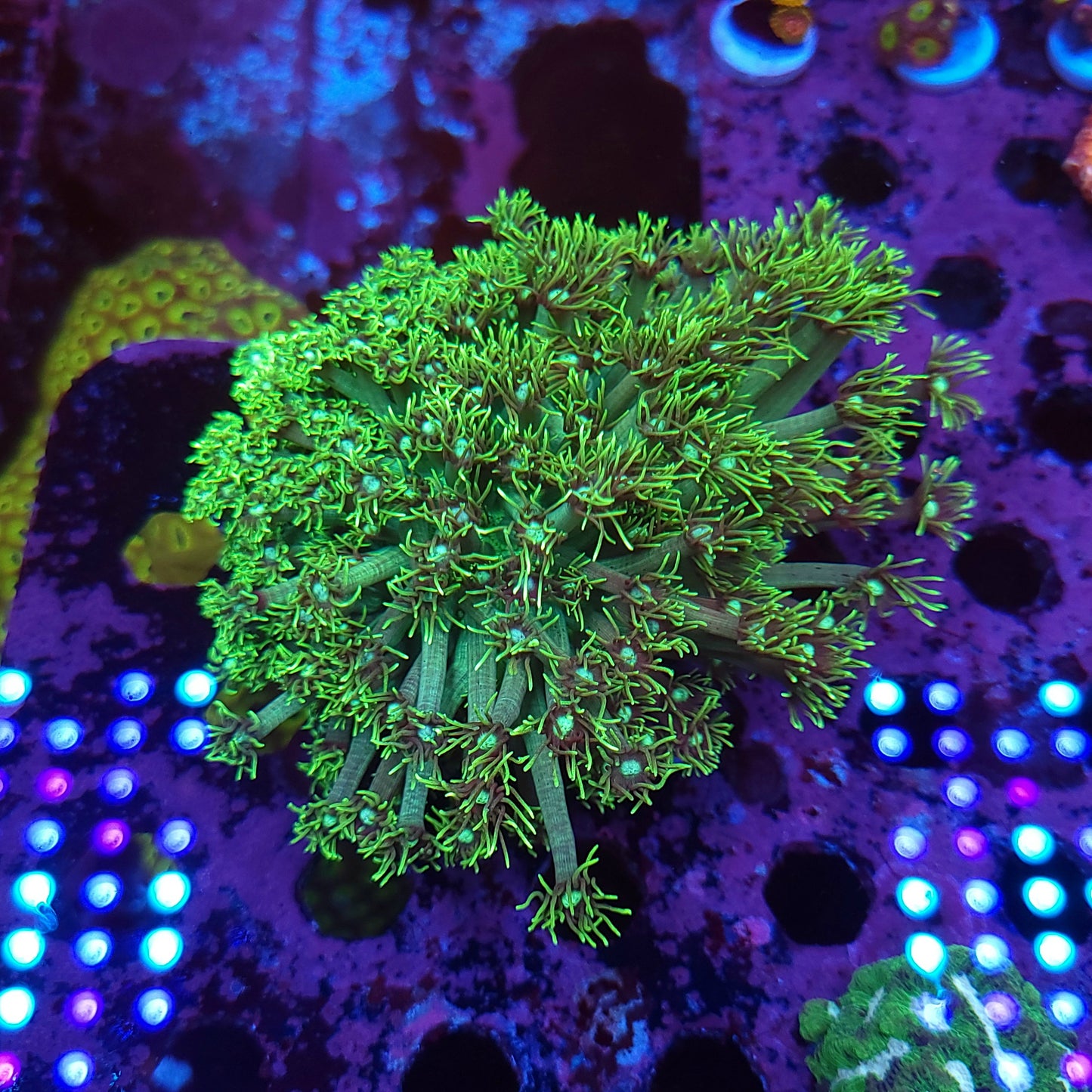XL Goni Colony